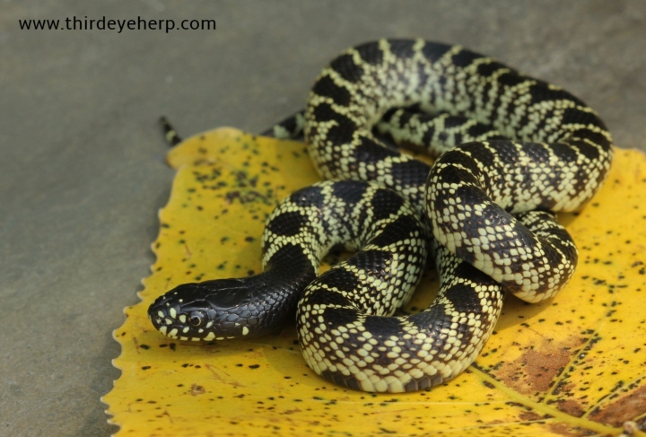 Desert Kingsnake